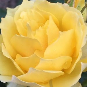 Meet your Posher, Sandy